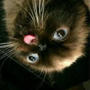 Meet your Posher, Dane